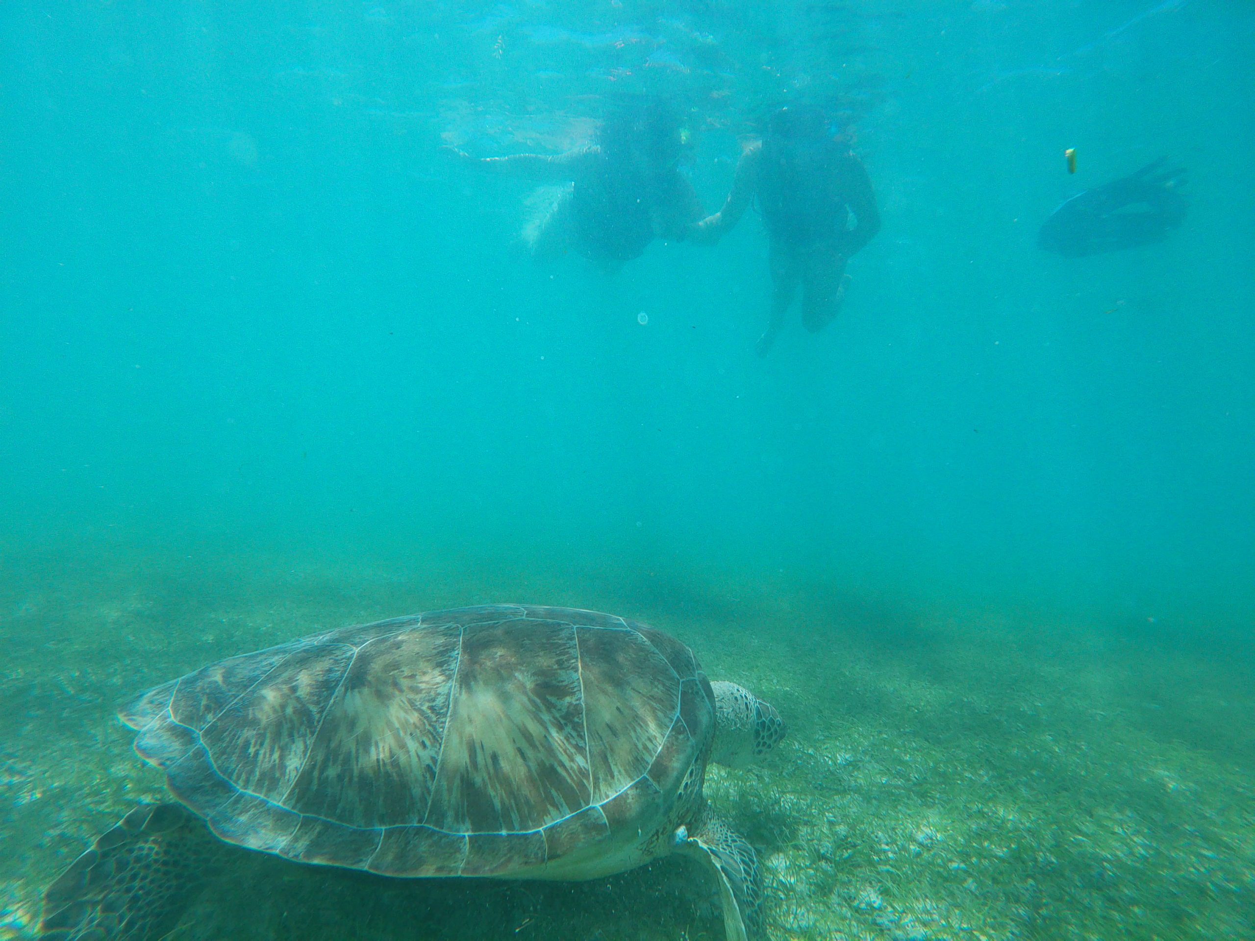 snorkeling with turtles in Akumal