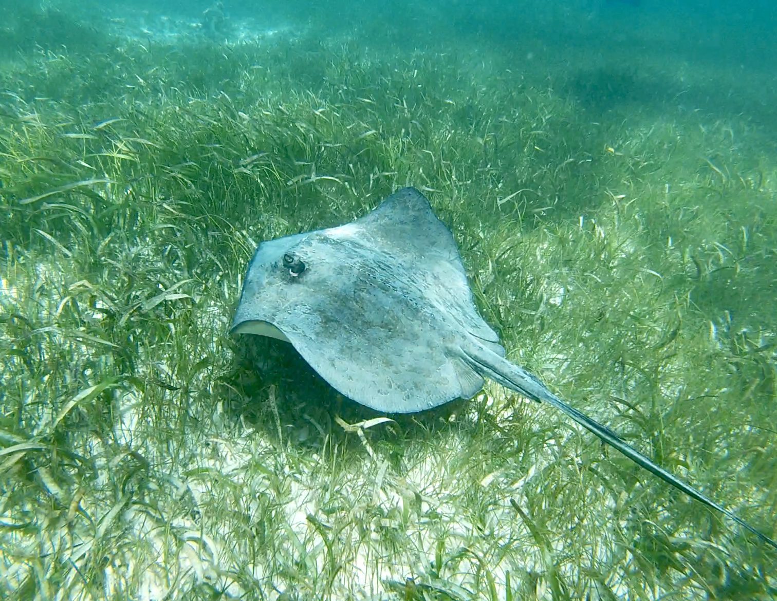 stingray photo snorkeling in Akumal
