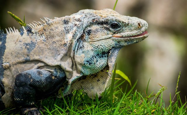 iguana mexico xcaret