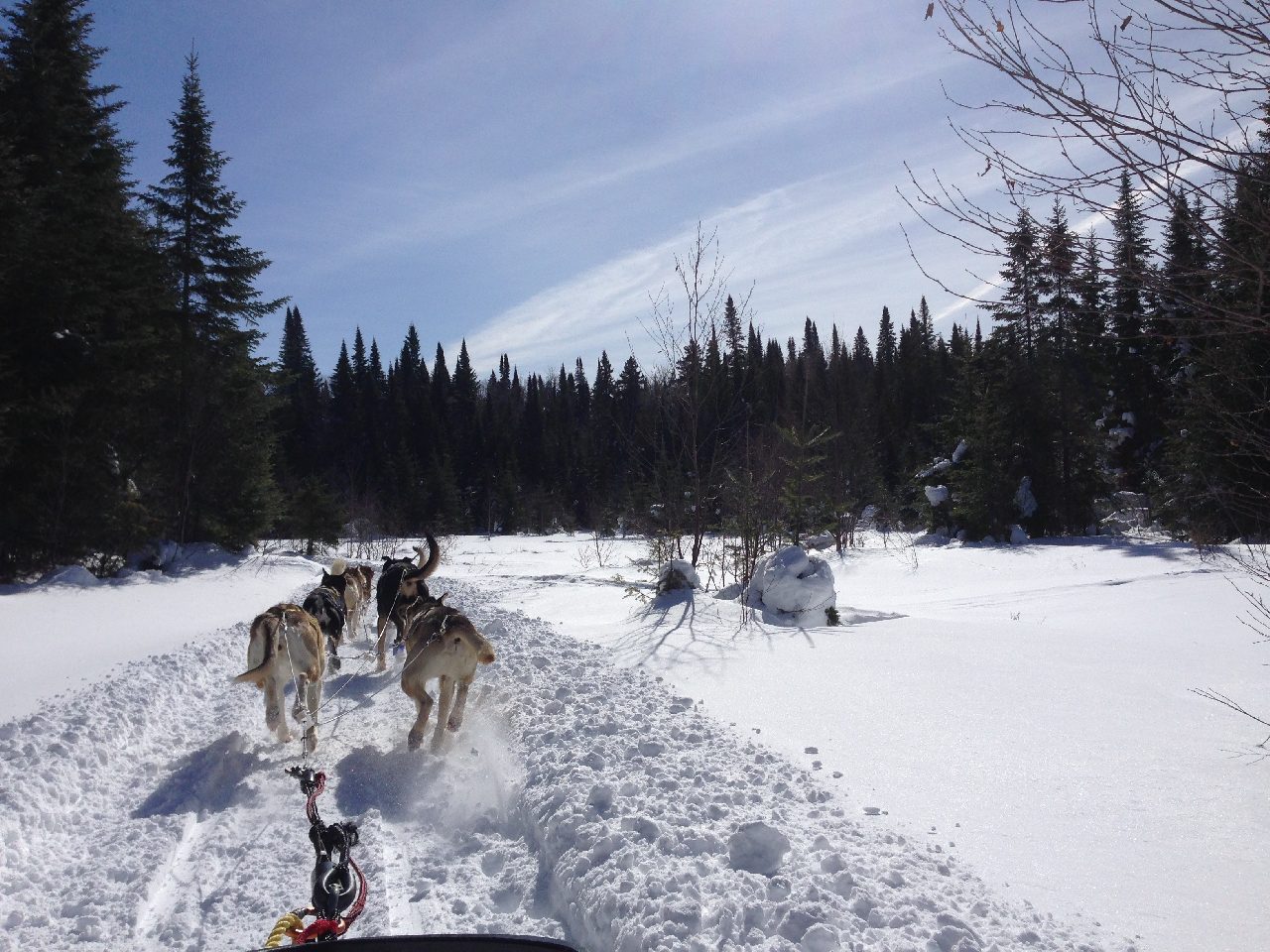 Dogsledding vacation