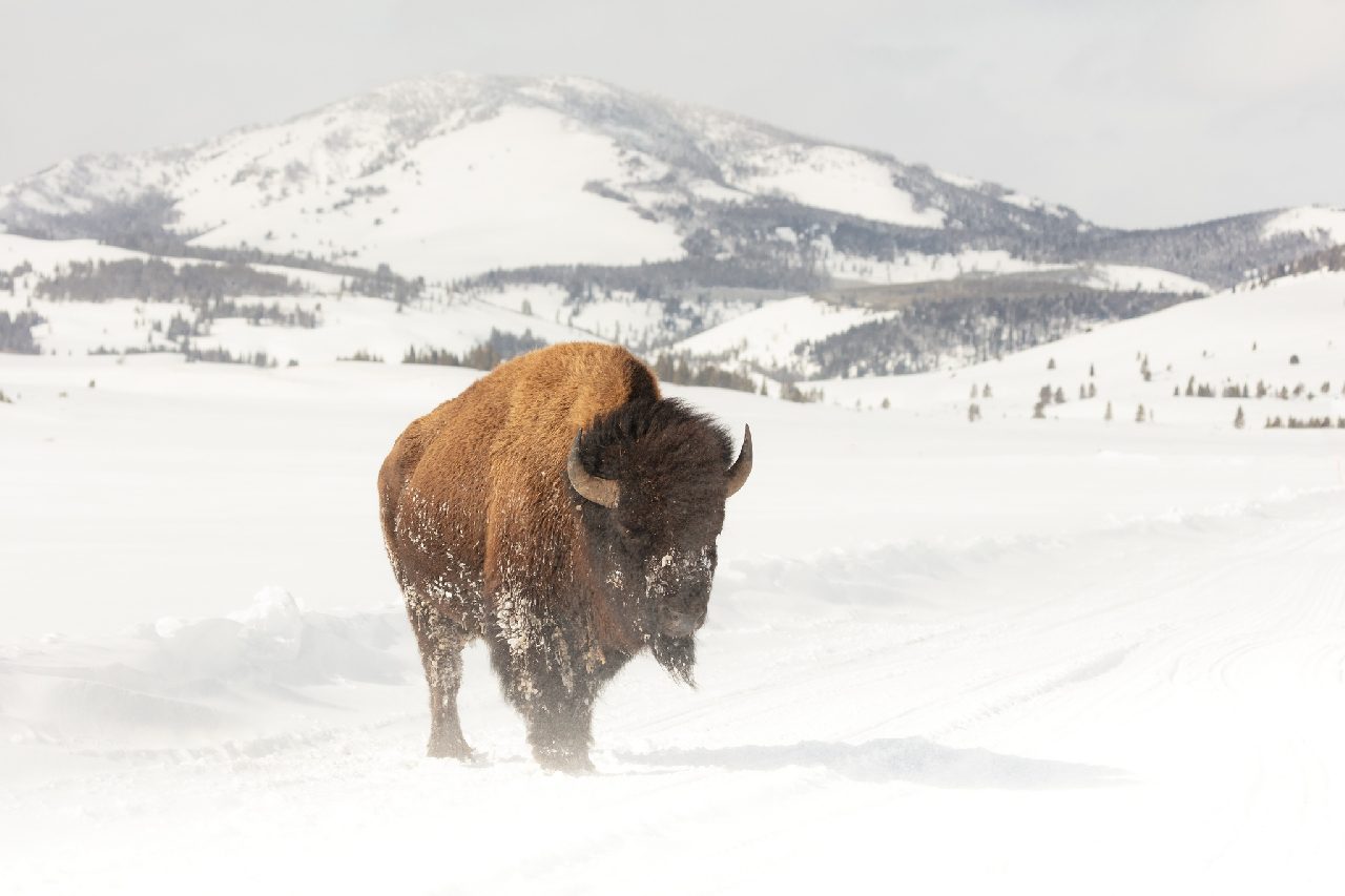 Winter Bison at Yellowstone