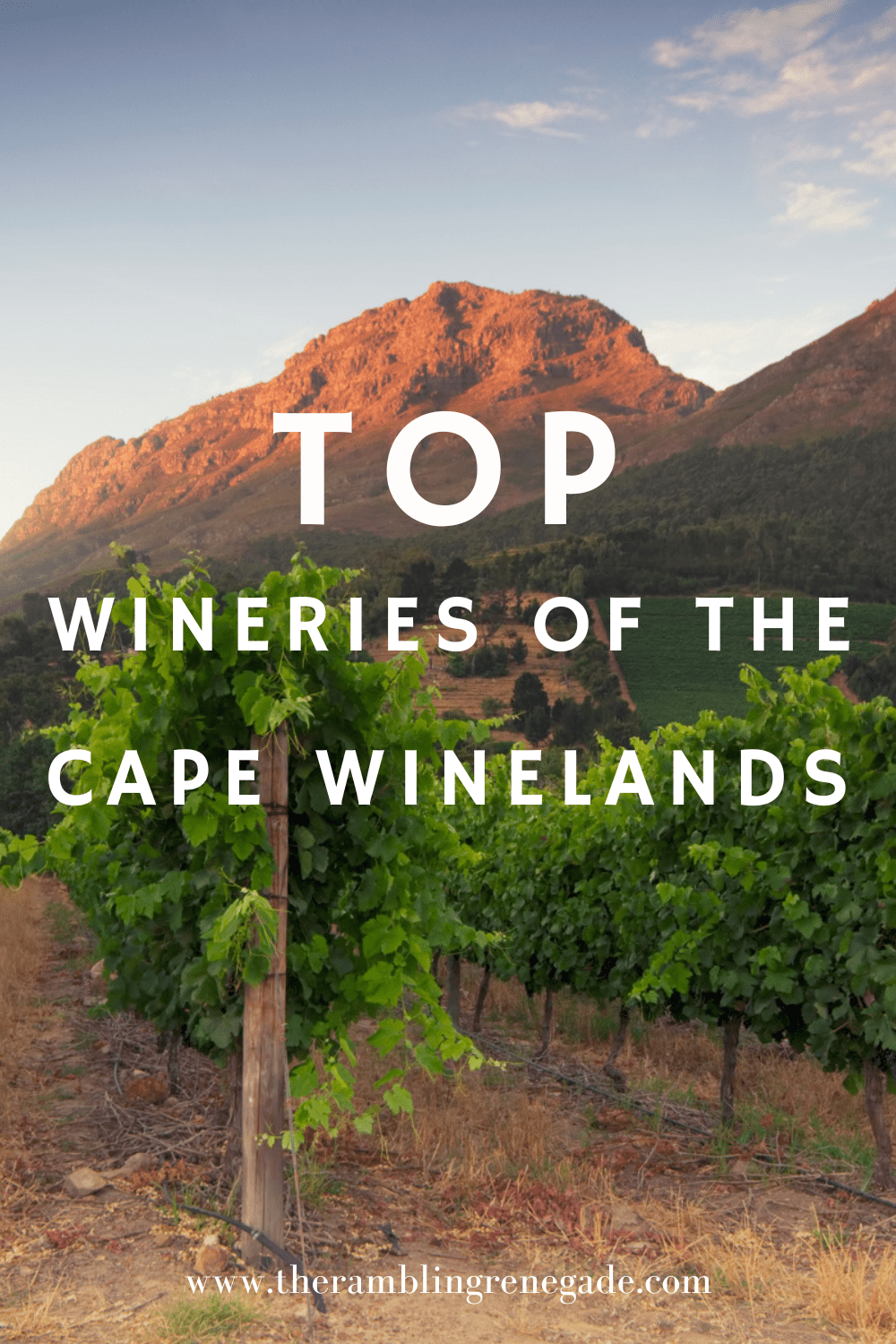 Top Wineries in the Cape Winelands