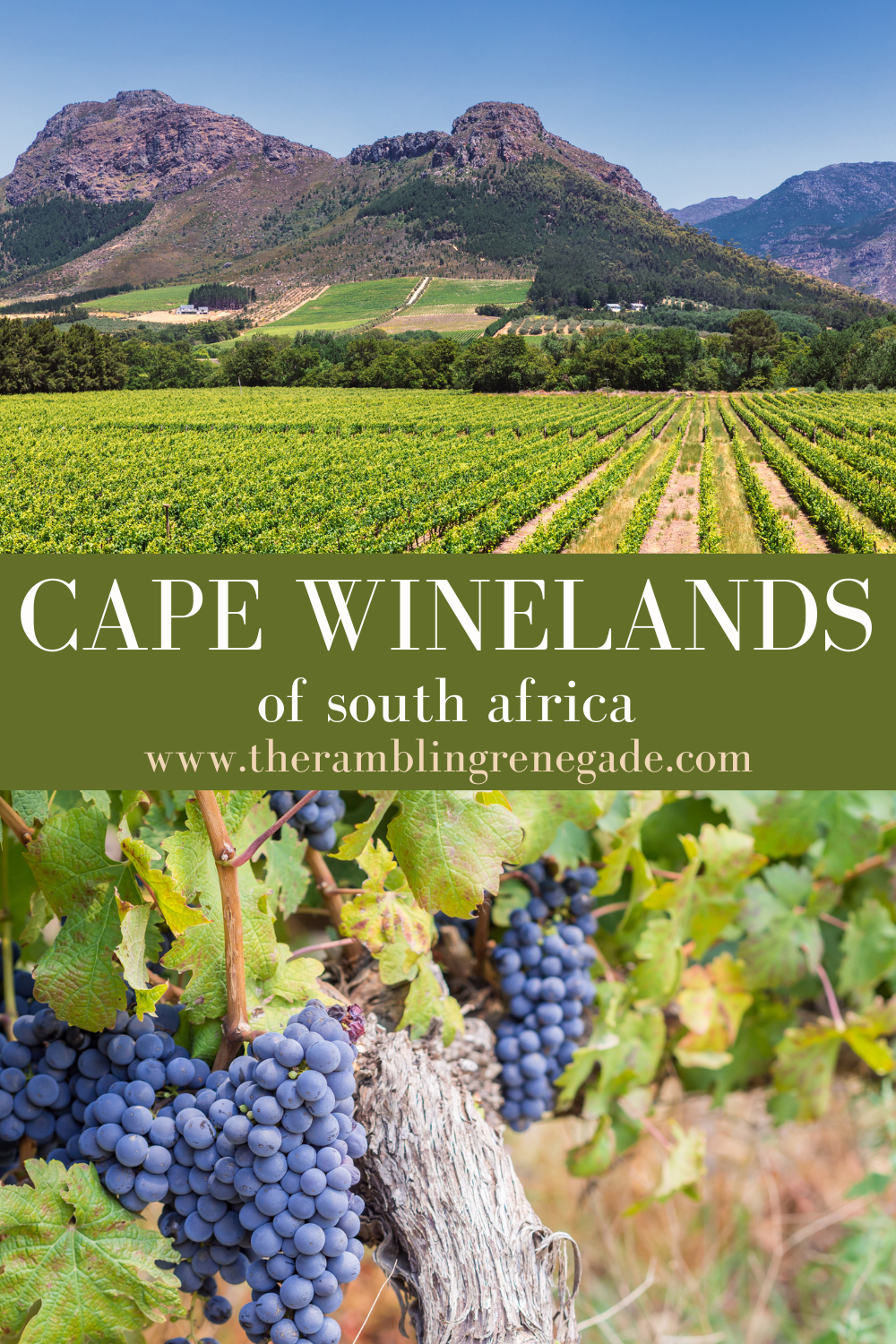 Top Wineries in the Cape Winelands