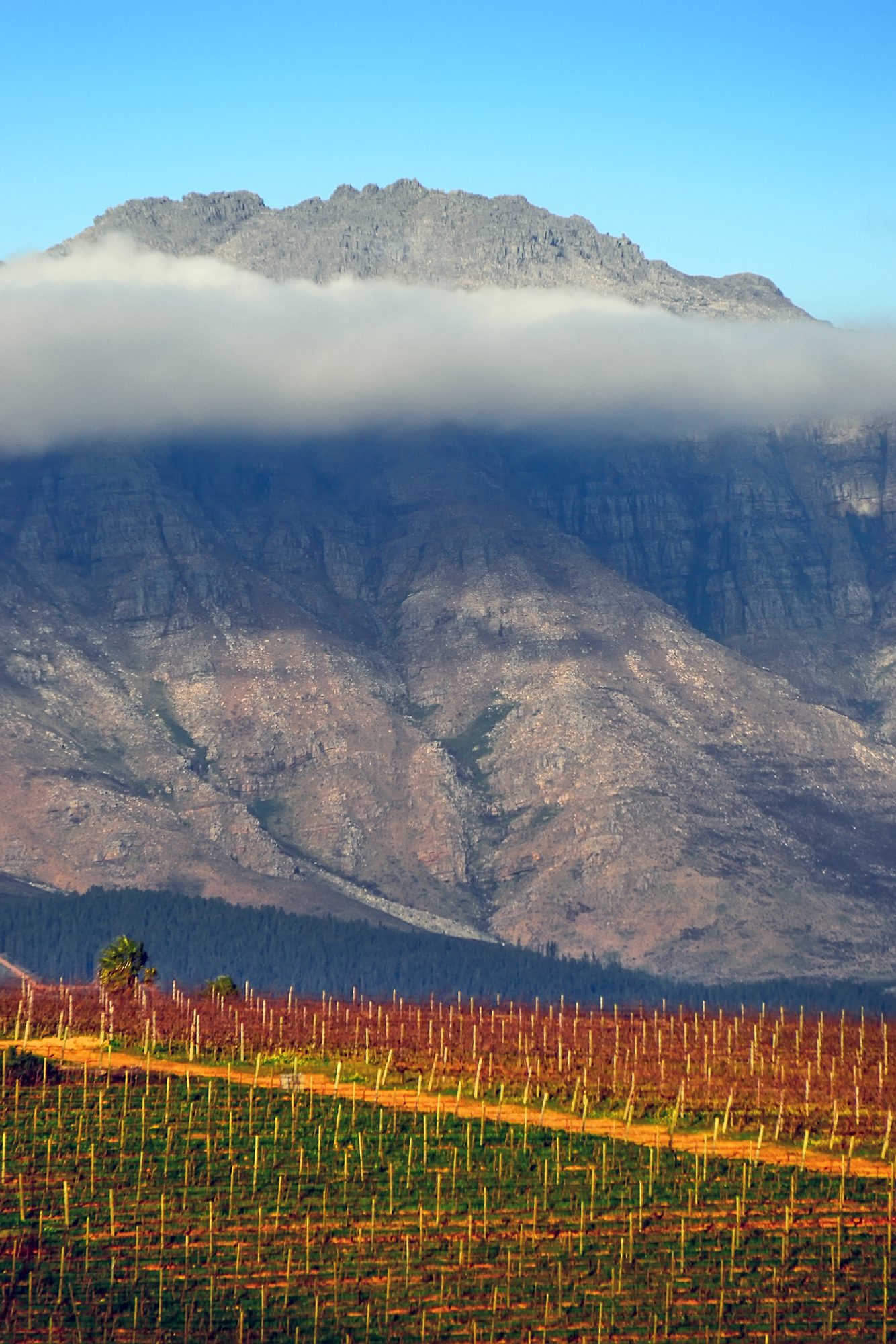 Top Wineries in the Cape Winelands- Vineyard in Stellenbosch, South Africa