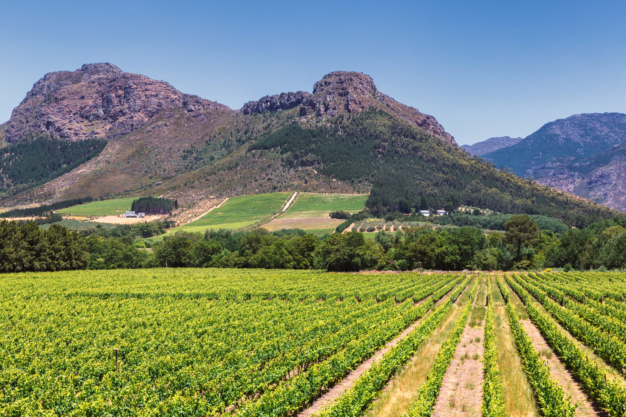 Cape Winelands- Franschhoek