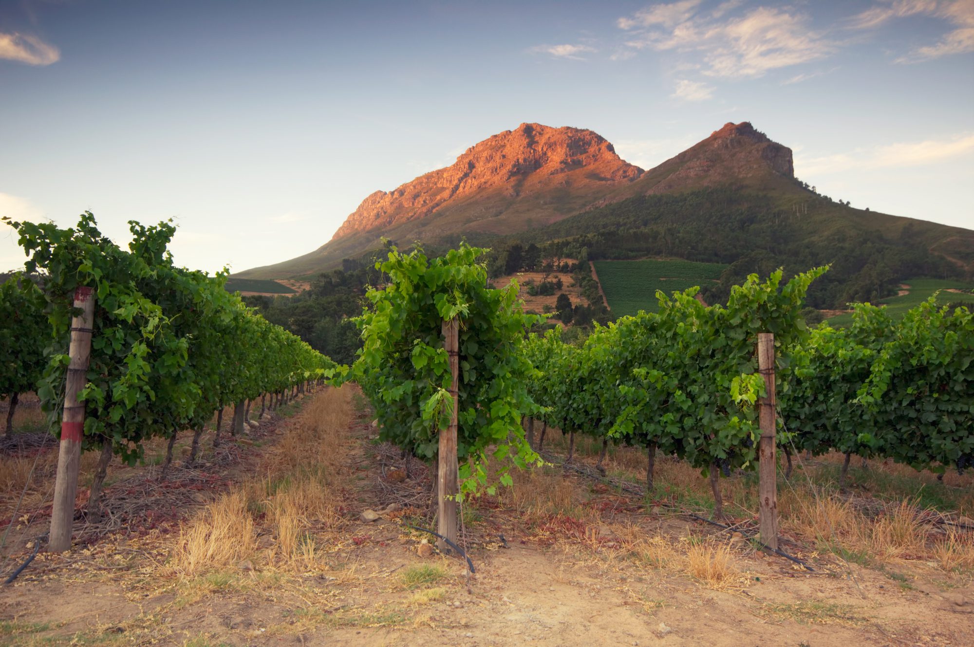 Cape Winelands- Paarl