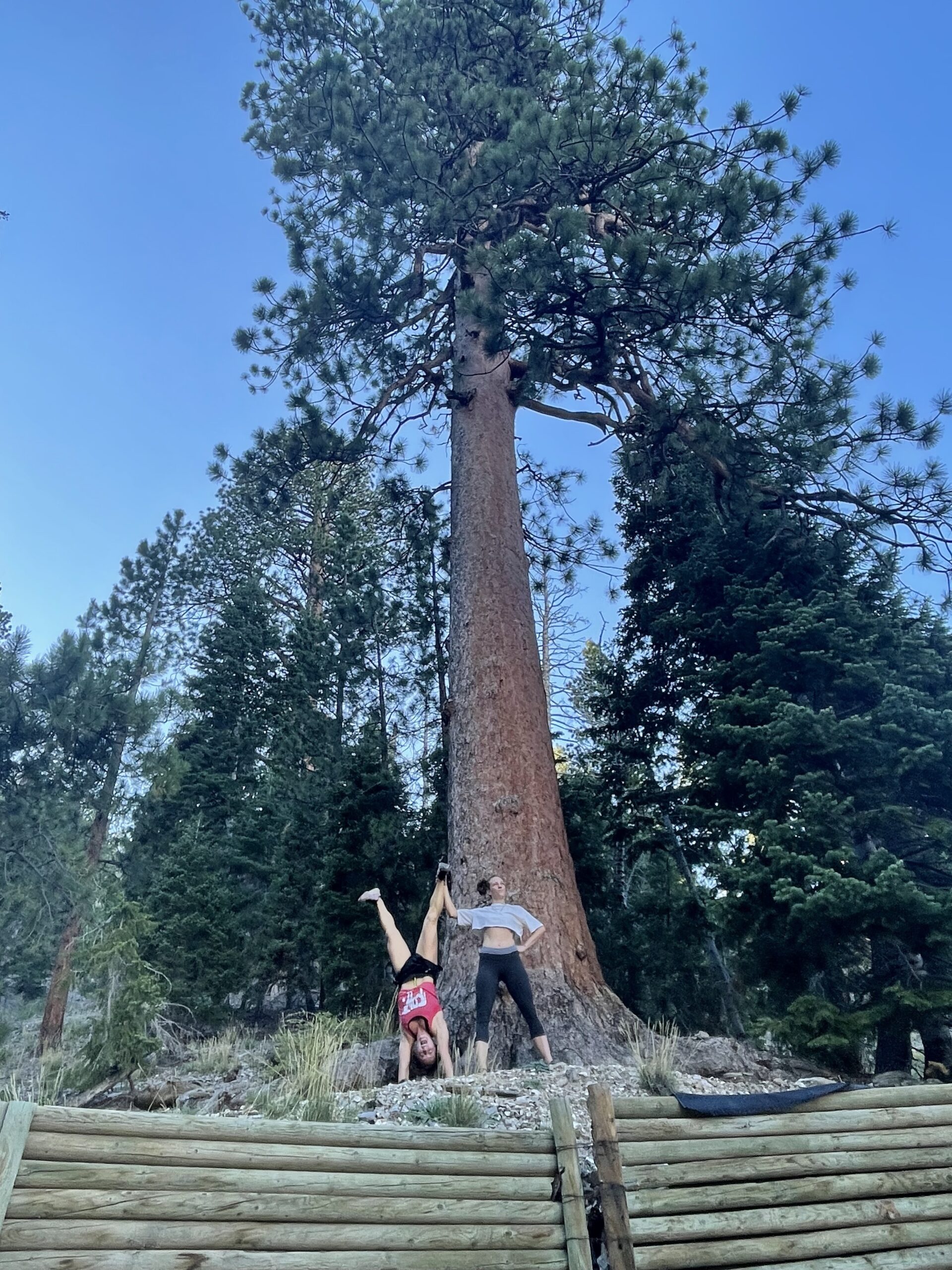 12 Amazing & Unique Day Trips From Las Vegas- Lee Canyon