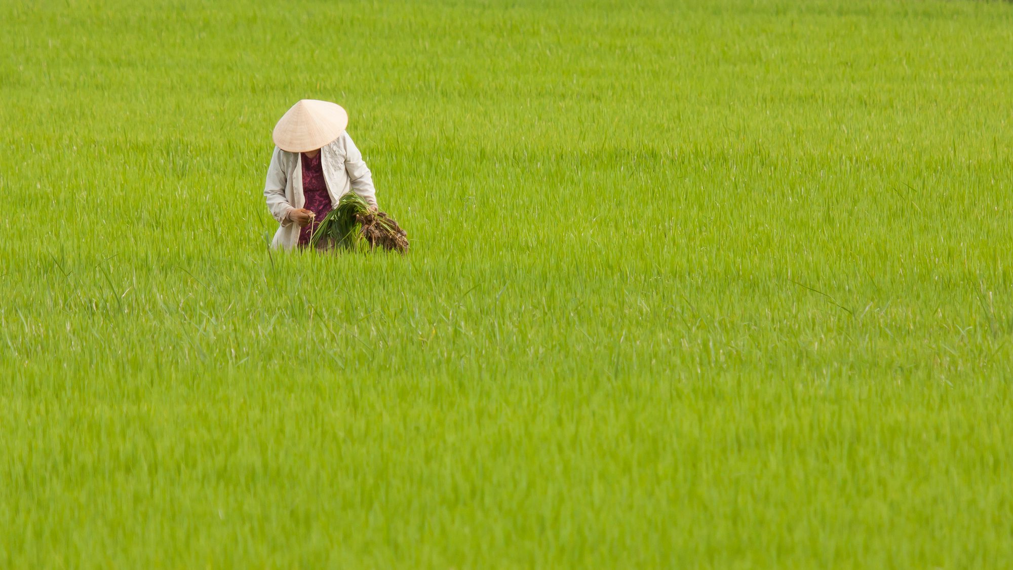 Best Things to do in Hoi An, Vietnam- Visit the countryside