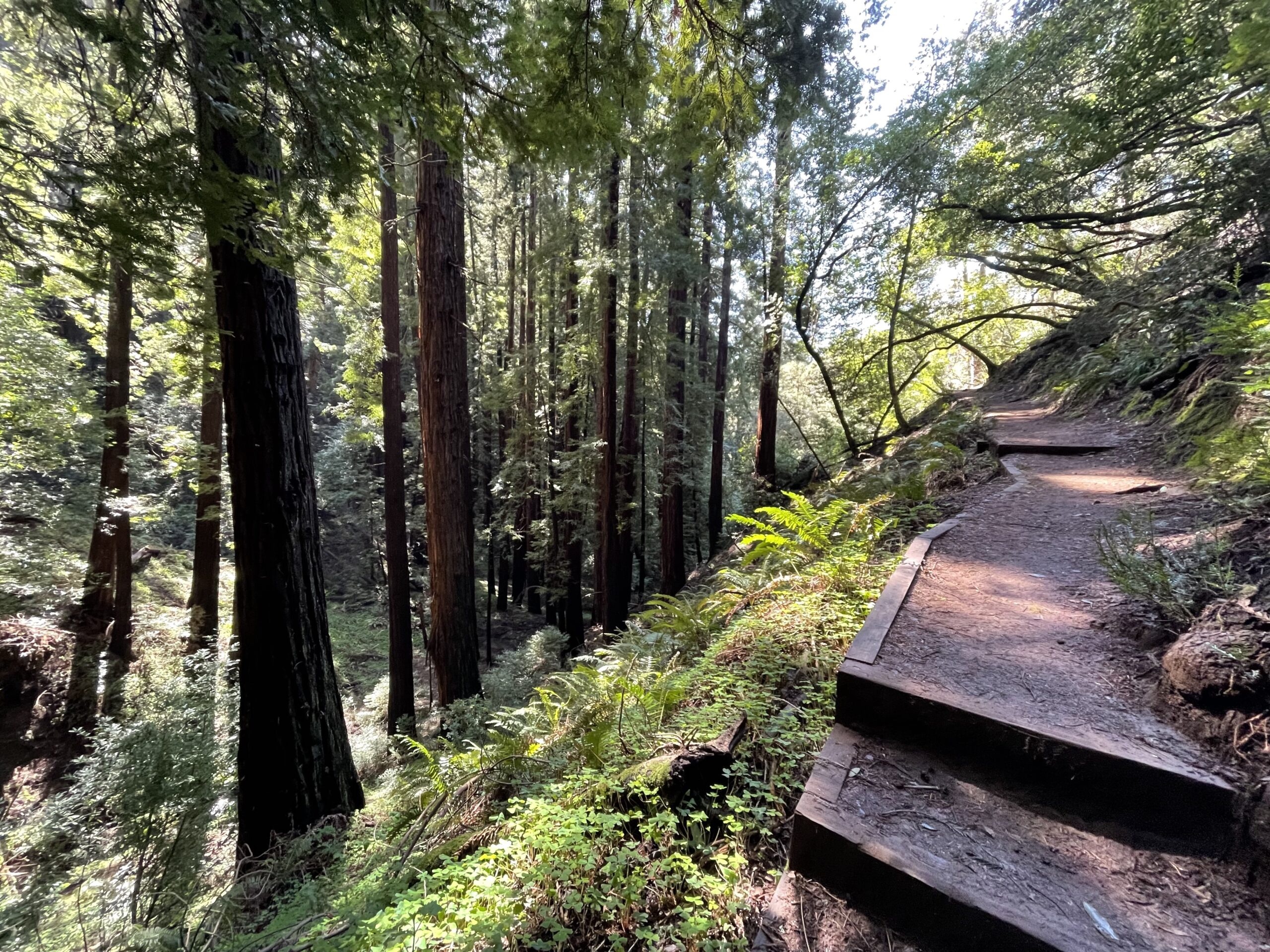 Canopy View Trail in Muir Woods California Highway 101 