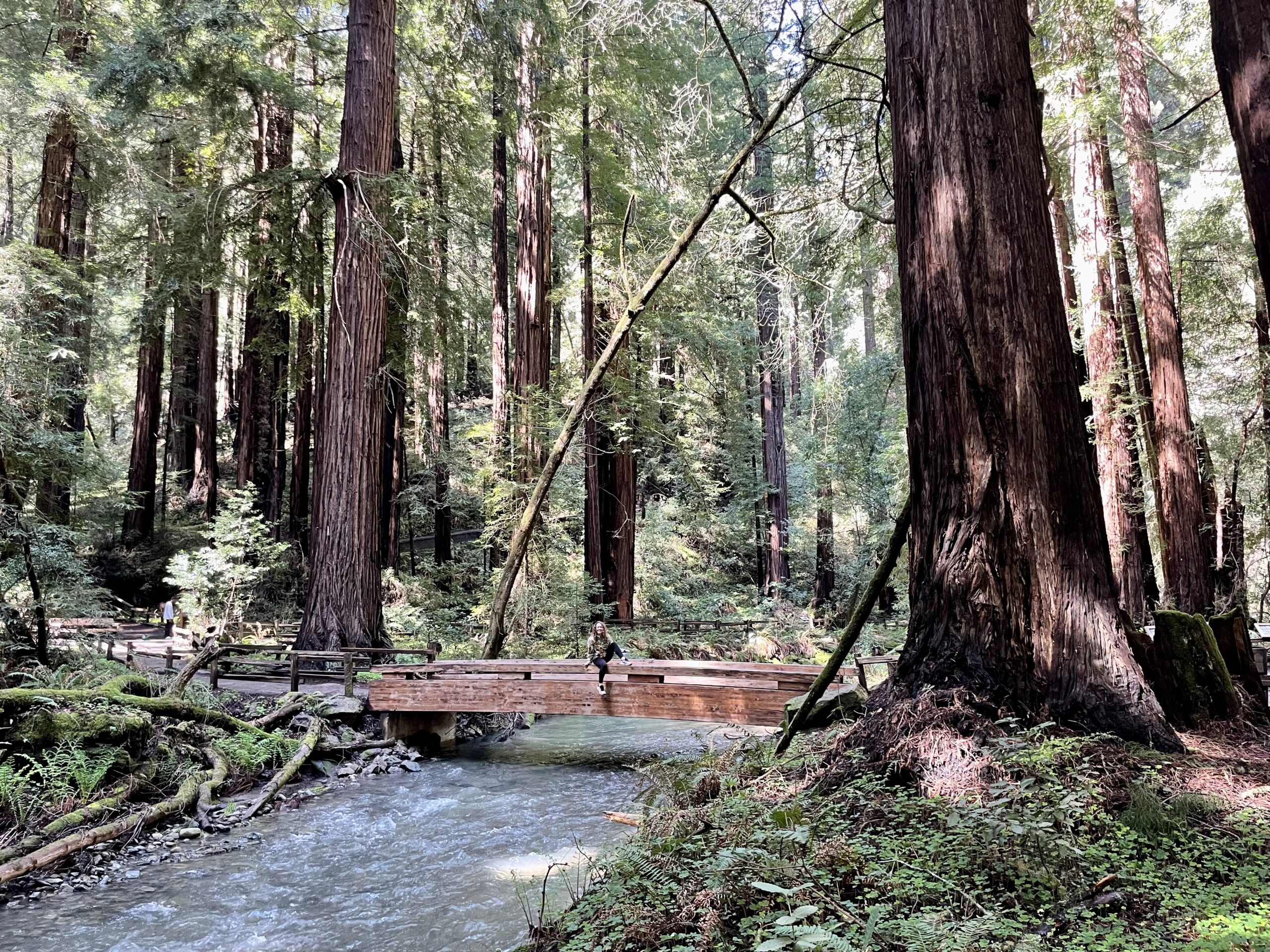 Canopy View Trail Muir Woods California Highway 101