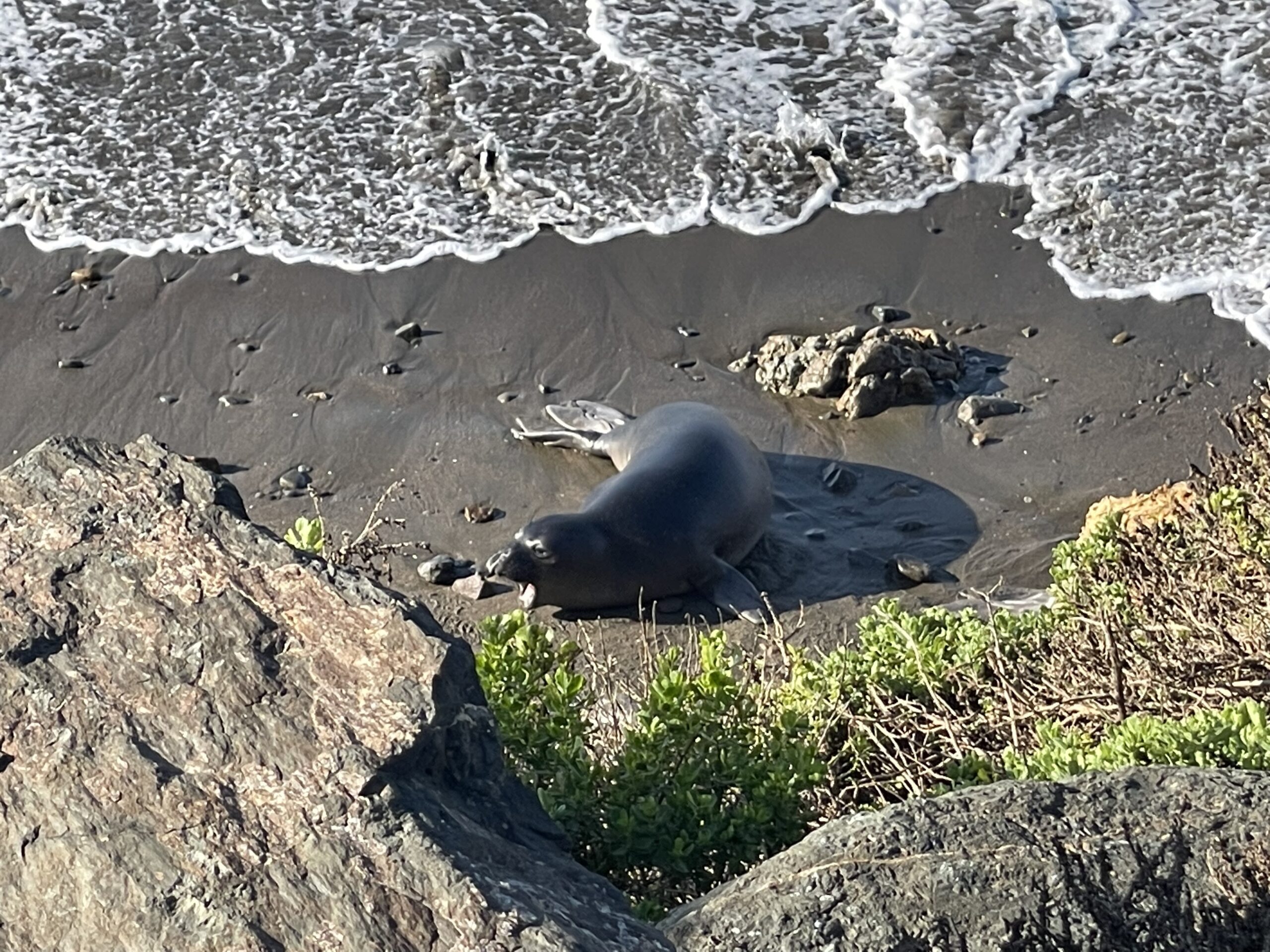 Pacific Coast Highway Oregon to California- Big Sur Elephant Seal Vista Point