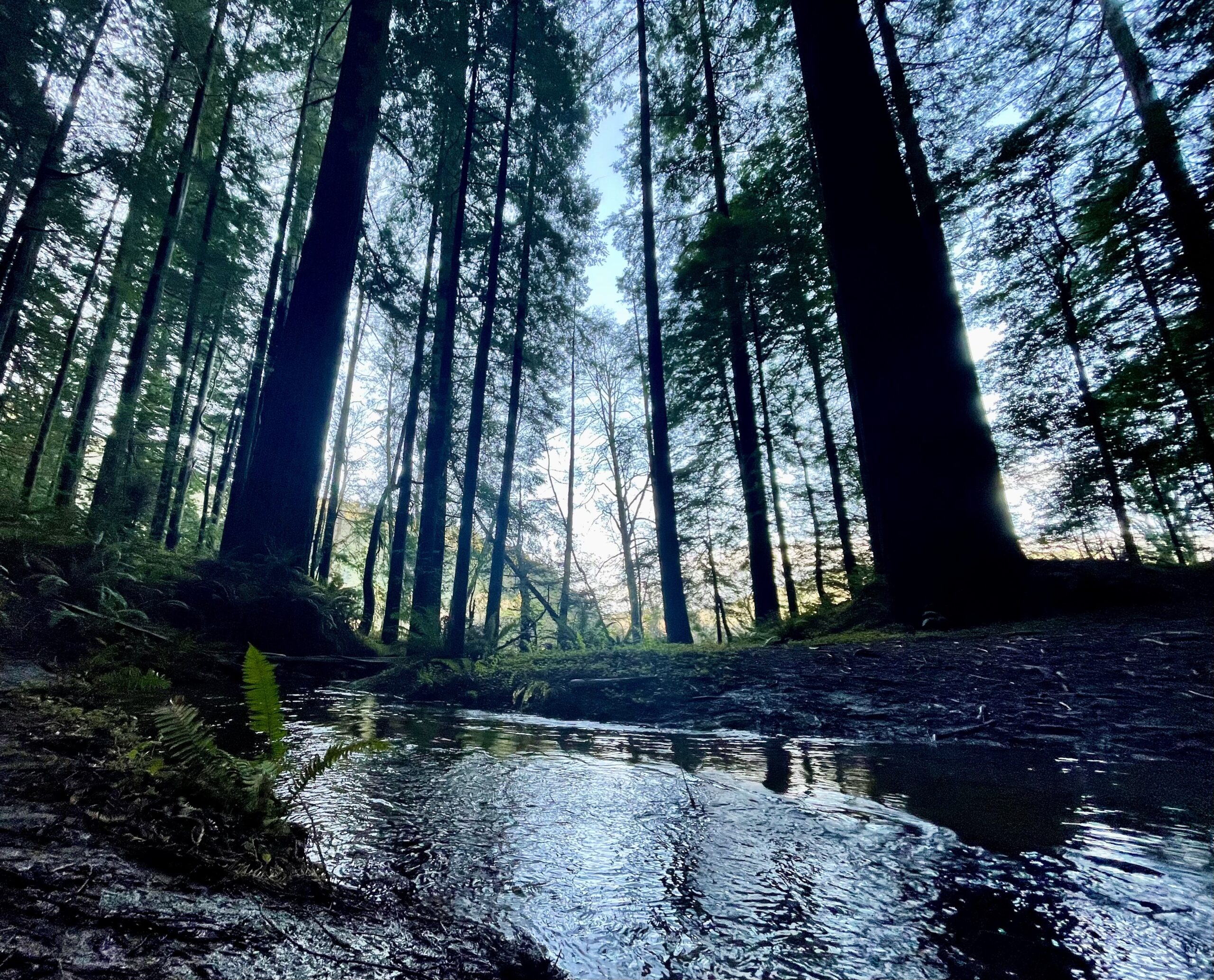 Avenue of giants Highway 101 Oregon