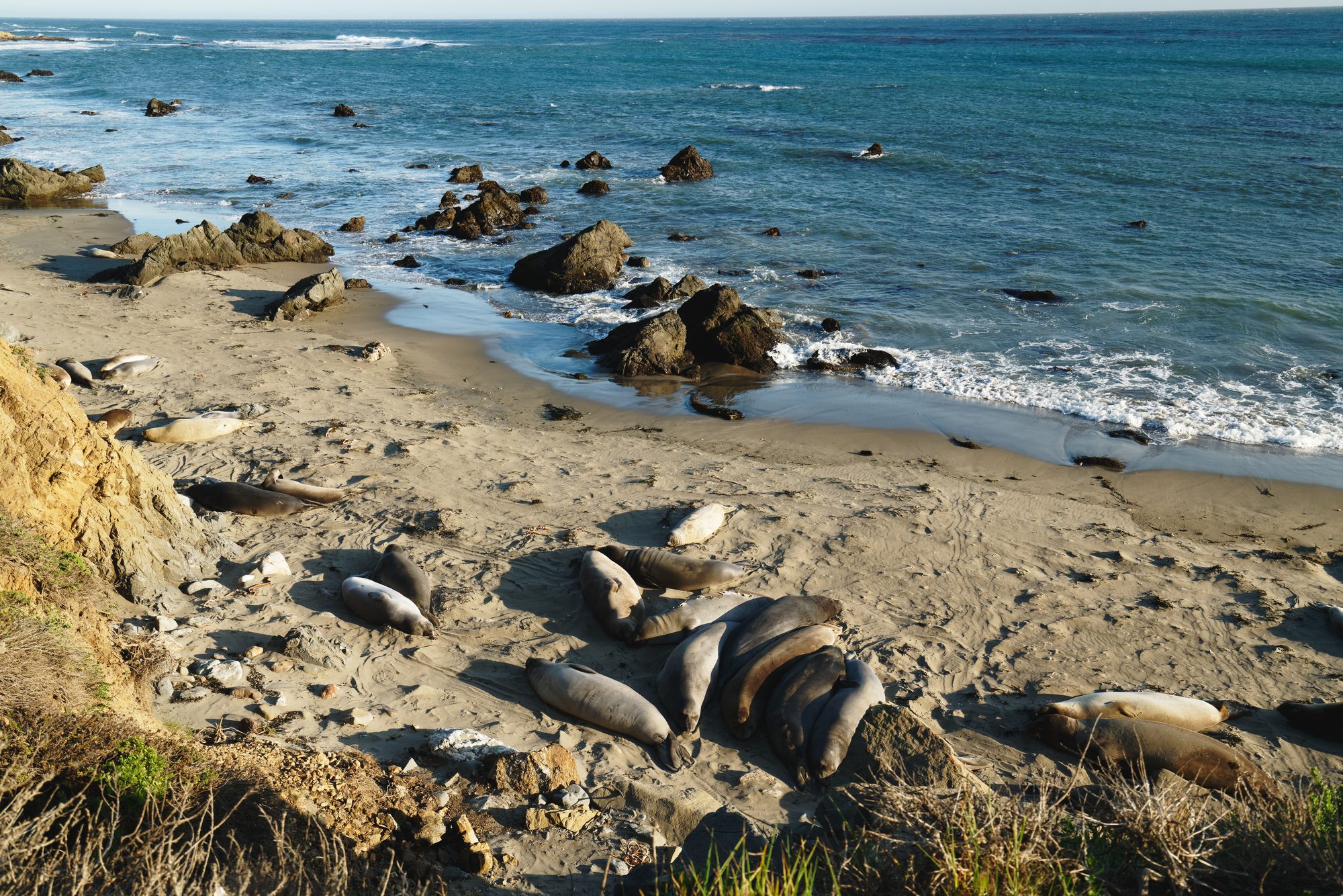 elephant seal vista point