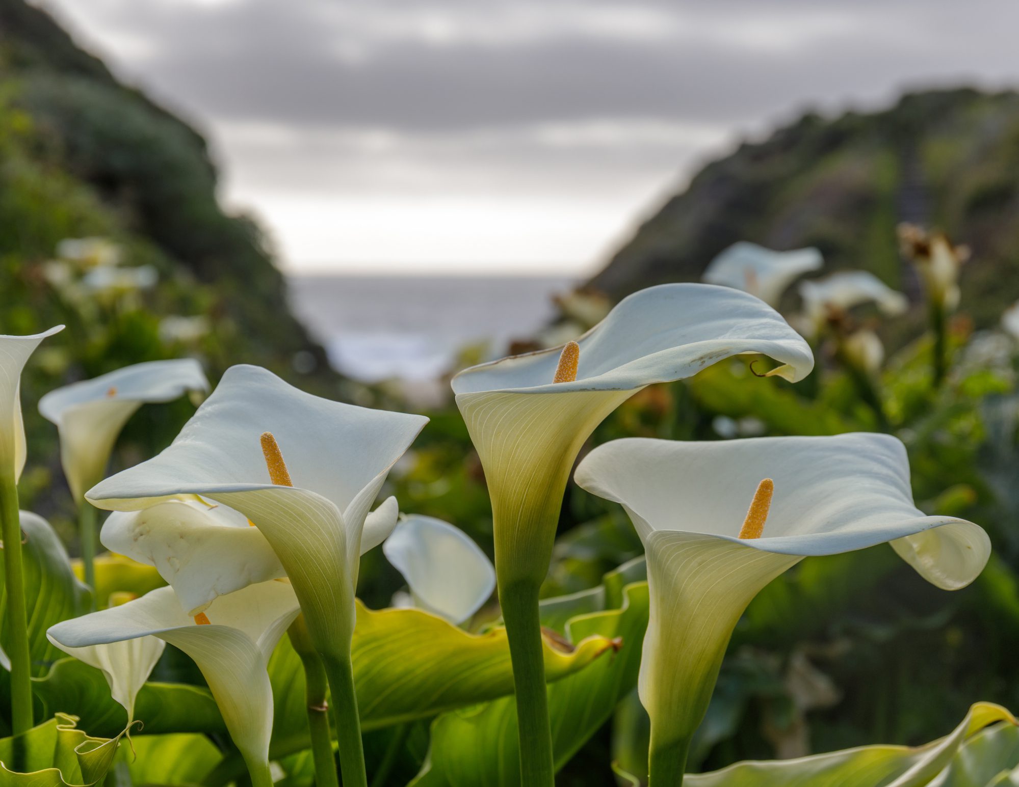 Calla Lilly