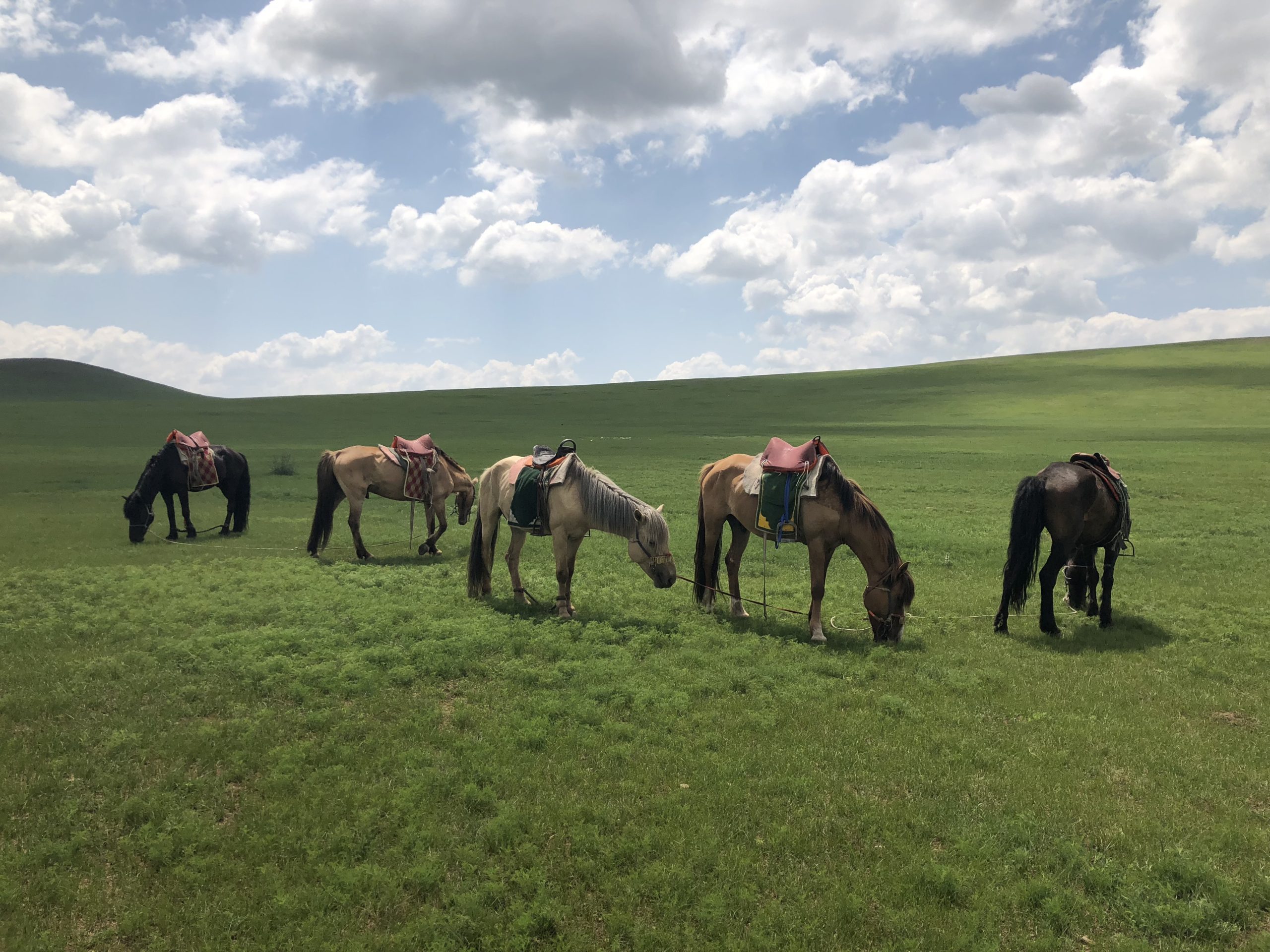 Group of horses in mongolia
