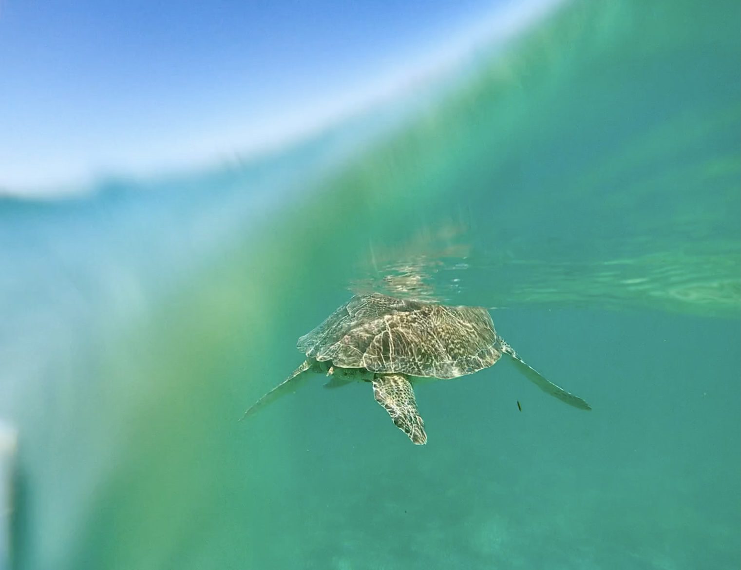 turtle photo in Akumal