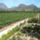 Top Wineries of the Cape Winelands