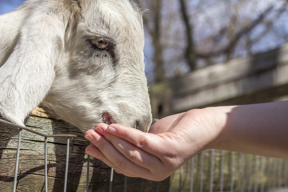 petting zoo, shreveport