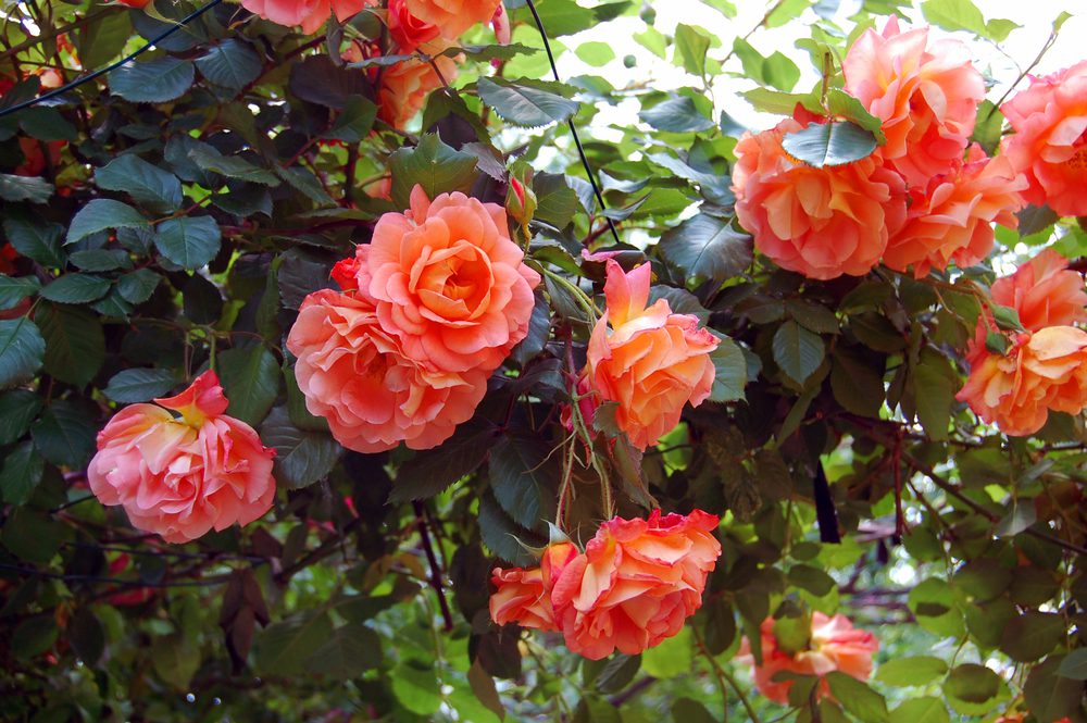 Things to do in Shreveport-rose garden