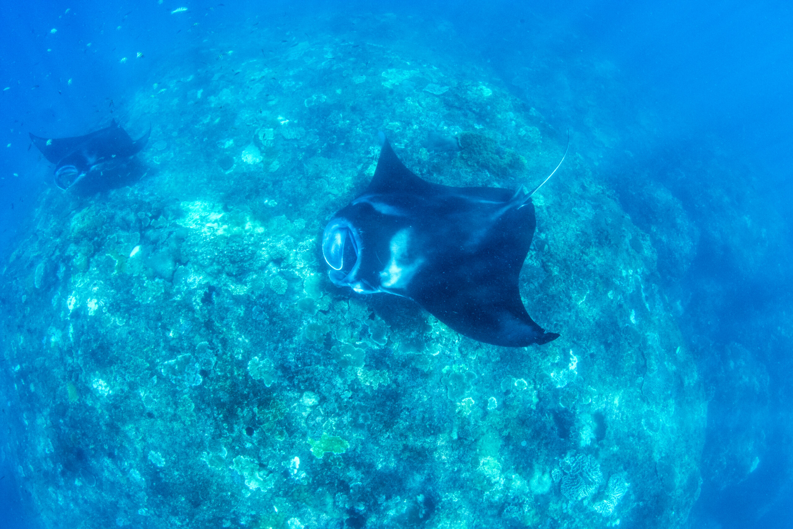 Snorkeling in Bali with Manta Rays