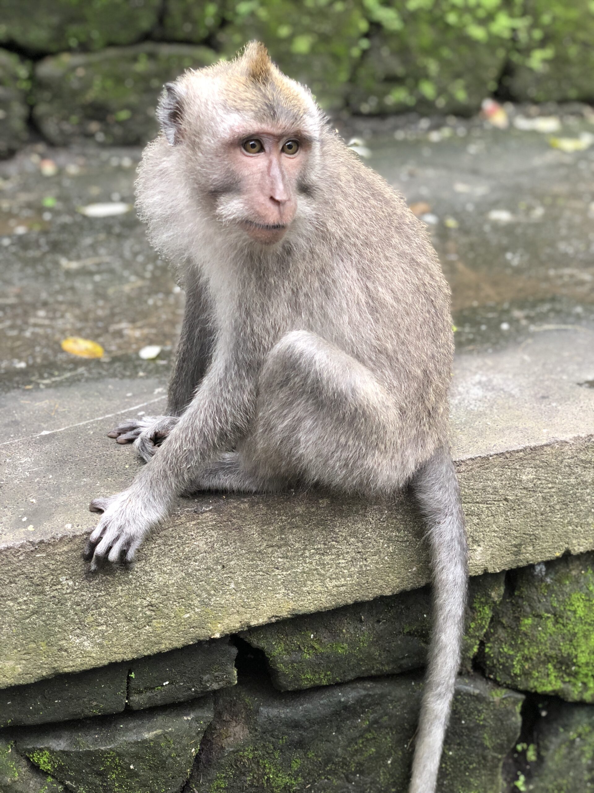 Monkey Forest- Bali