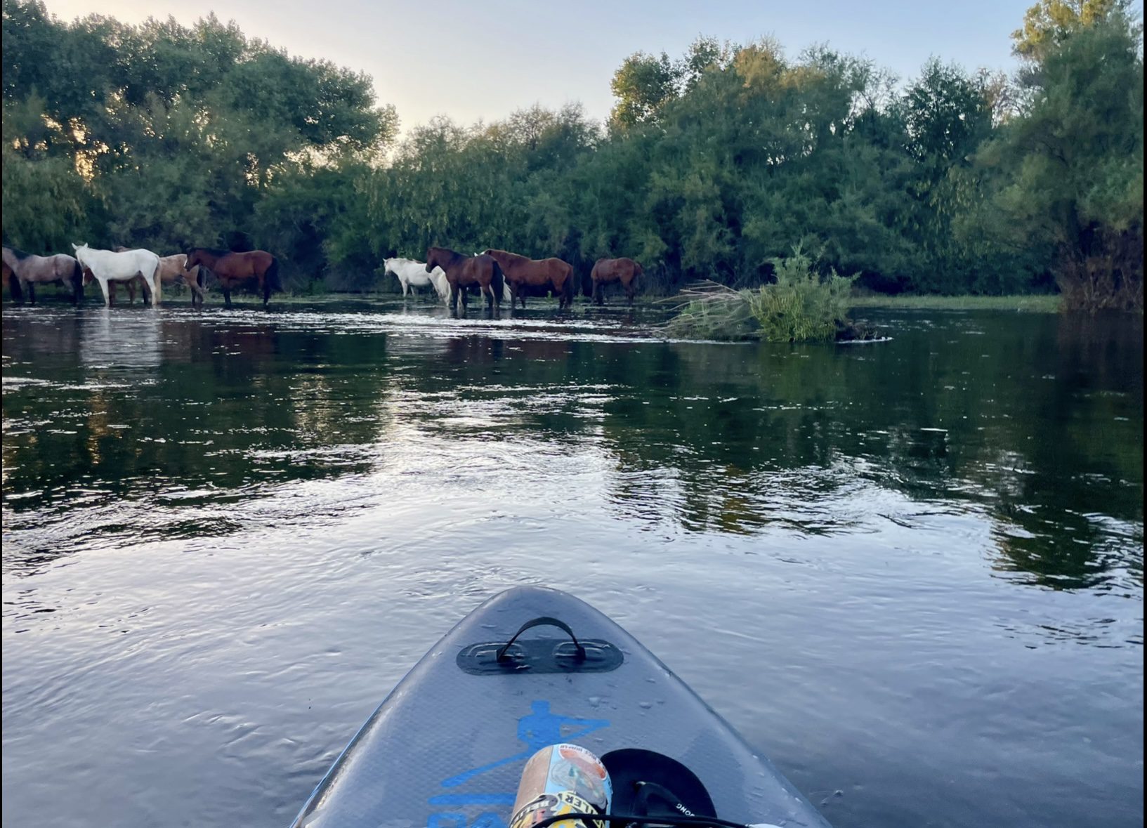 Salt River Day Trip from Phoenix Arizona