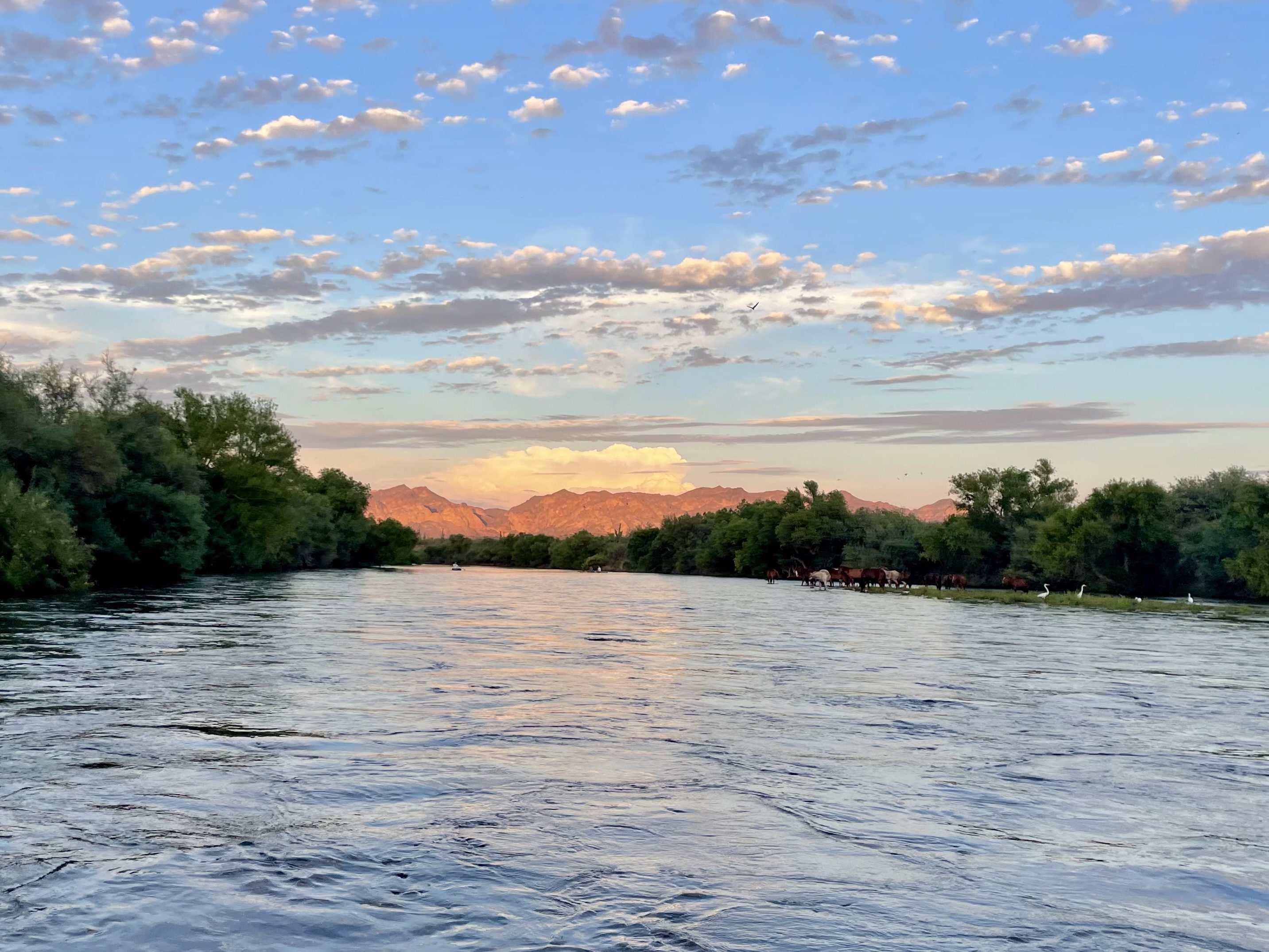 Salt River day trip from Phoenix Arizona
