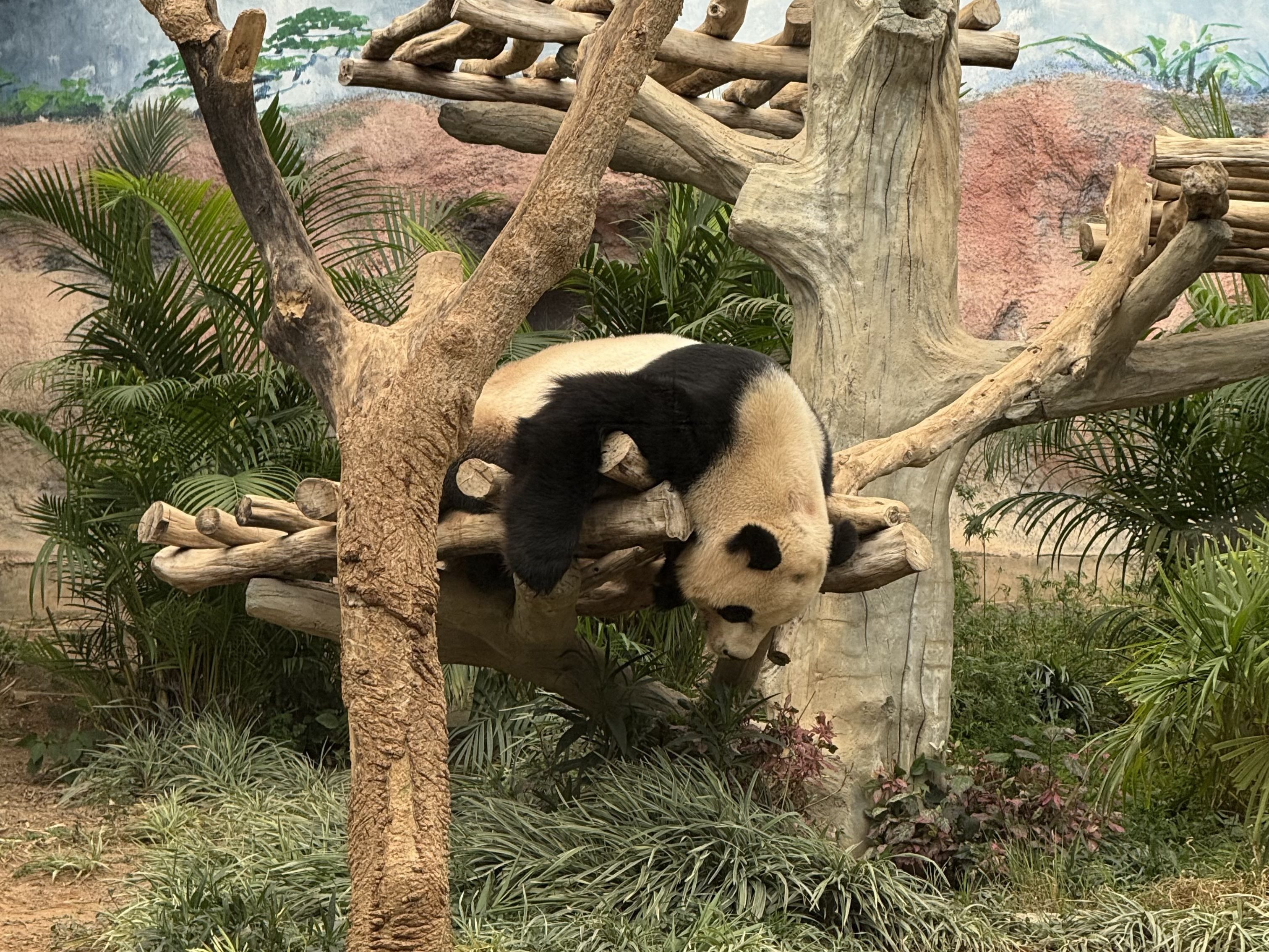 Things to do in Macau- Giant Panda Pavilion